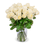 blume-ideal-weisse-premium-rosen