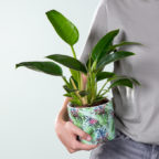 484_Philodendron-Imperial-Green-mit-Uebertopf